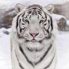 edwin_v